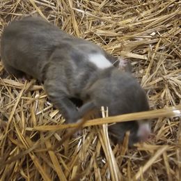 Boy 1 - Blue American Bully puppy in New Effington, South Dakota from Shane's Pups