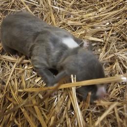 Boy 1 - Blue American Bully puppy in New Effington, South Dakota from Shane's Pups
