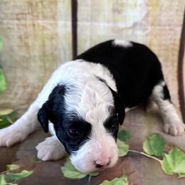 Girl 4 - Goldendoodle puppy from Island Doodles of Georgia