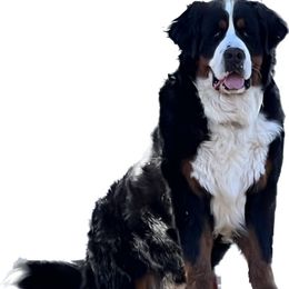 Wagner - Bernese Mountain Dog
