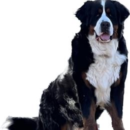 Wagner - Bernese Mountain Dog