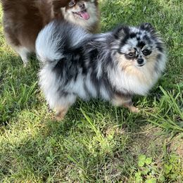 Ellie May - Pomeranian