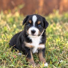 Rory - Black tri female Toy Australian Shepherd puppy in Sealy, Texas from Southern Belle Aussies