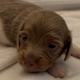 Brielle - Piebald female Dachshund puppy in Bentonville, Arkansas from Boujee Buns Dachshunds