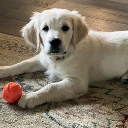 Girl 5 - female Golden Retriever puppy in Liberty, Kentucky from Janean Stark