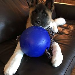 Akita Puppies from Chelsea's Akitas