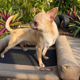 Riki - Chihuahua