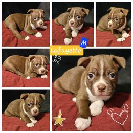 Lafayette, Choice Male 2 of 5 - Boston Terrier puppy from Boston Collections