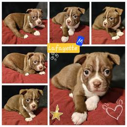 Lafayette, Choice Male 2 of 5 - Boston Terrier puppy from Boston Collections