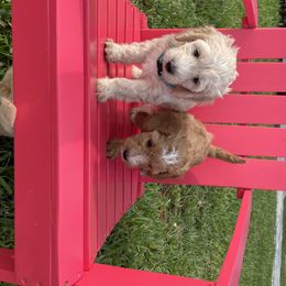 Goldendoodle Puppies from Salty River Doodles