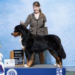 Rex - Bernese Mountain Dog