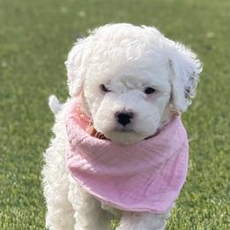 Goldendoodle and Poodle Puppies from Doodle Puppy Parti