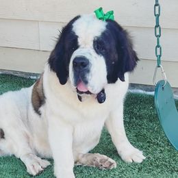 Bernese Mountain Dogs and Saint Bernards from Buendias Ranch Saint Bernards & Bernese Mountain Dogs