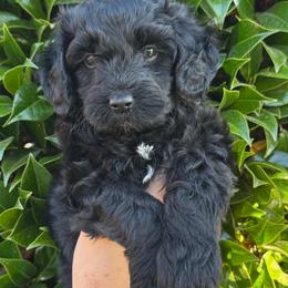 Rocky - Black male Goldendoodle puppy in Enumclaw, Washington from Owen-a-Doodle