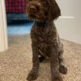 Wirehaired Pointing Griffon Puppies from Natural State Griffons