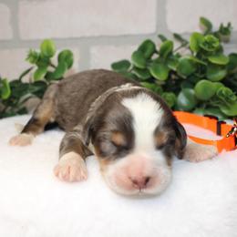 Orange - Merle male Bernedoodle puppy in Mississippi from Ewing Acres