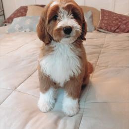 Goldendoodle Puppies from Cedarcrest Goldendoodles