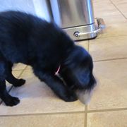 Flat-Coated Retriever Puppies from Beacon's Flat-Coated Retrievers