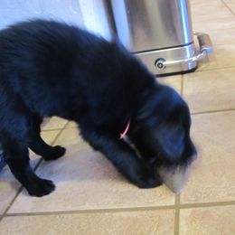 Flat-Coated Retriever Puppies from Beacon's Flat-Coated Retrievers
