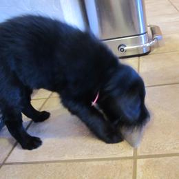 Flat-Coated Retriever Puppies from Beacon's Flat-Coated Retrievers