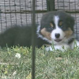 Australian Shepherd Puppies from Full Throttle Australian Shepherds