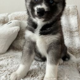 Siberian Husky Puppies from FamilyFur