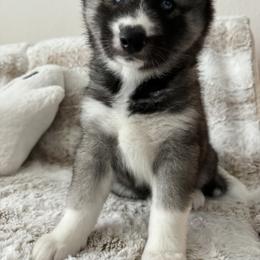 Siberian Husky Puppies from FamilyFur