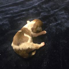 Champ - White and tan male Mal-Shi puppy in Pleasant Hill, Iowa from Courtney Nicole's Mal Shihs & Goldendoodles