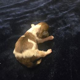 Champ - White and tan male Mal-Shi puppy in Pleasant Hill, Iowa from Courtney Nicole's Mal Shihs & Goldendoodles