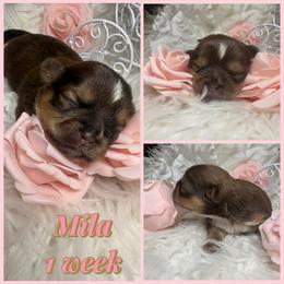 Mila - Liver and white female Shih Tzu puppy in Coolidge, Arizona from Shih Tzu’s  ‘N’ Love