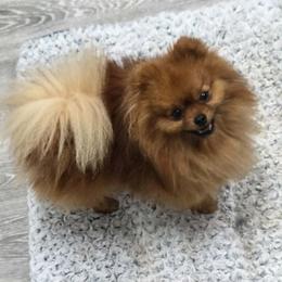 Remmy - Pomeranian