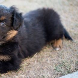 Australian Shepherds from Roanoak Australian Shepherds