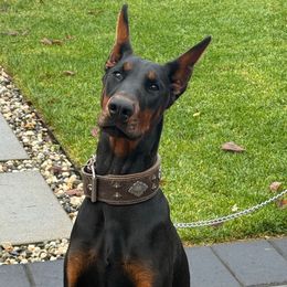 Prada - Black and rust female Doberman Pinscher puppy in Newberg, Oregon from De Mata Dobermann Kennel