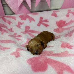 Candy - Wheaten female Dachshund puppy in Lake City, Florida from My Ditzy Doxies of Florida