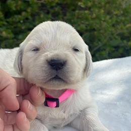 Girl 3 - Light golden female Golden Retriever puppy in Utah from Deseret Peak Goldens