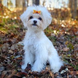 Korean Taiyang - White male Maltipoo puppy in Barren Springs, Virginia from Seeking Shalom Acres Maltese, Maltipoos & Havamalts