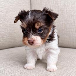 Freddie - Tan and white male Yorkshire Terrier puppy in Jacksonville, Florida from Yorktown Yorkies