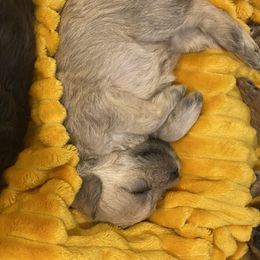 Schnoodle Puppies from Noodle Tings Puppies