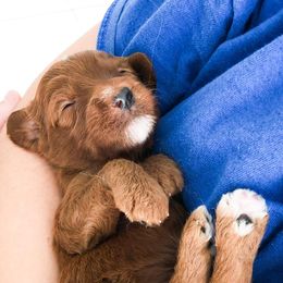 Bernedoodles and Goldendoodles from Vineyard Doodles