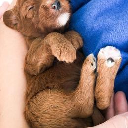 Bernedoodles and Goldendoodles from Vineyard Doodles