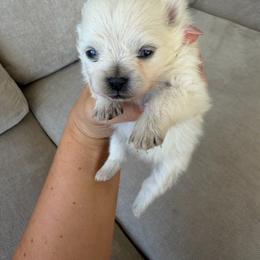 Girl 1 - Cream female Pomeranian puppy in Meridian, Idaho from Precious poms