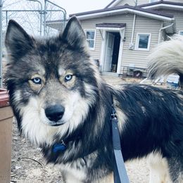 Theodore - Siberian Husky