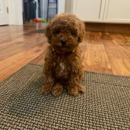 Girl 4 - Red  female Poodle puppy in Henefer, Utah from Mountain Valley Poodles