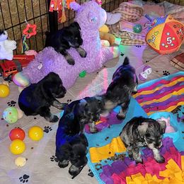 Miniature Schnauzer Puppies from A'Lord Miniature Schnauzer