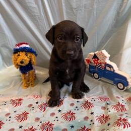 Queso - Black and white male Xoloitzcuintli puppy in Manitowoc, Wisconsin from Wonderland Kennel