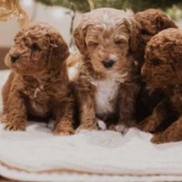 Goldendoodles from Flamms Goldendoodles