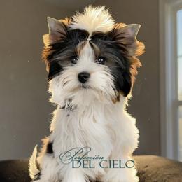 Biewer Terrier puppies from Perfección Del Cielo Biewer Terriers