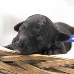 Blue collar - Black male Bernedoodle puppy in Lehi, Utah from Our Little Farm Life Doodles
