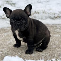 Brindle boy 2 - Brindle and white male French Bulldog puppy in Washington, Pennsylvania from Crooked Pine French Bulldogs
