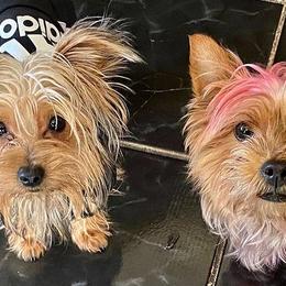 Yorkshire Terriers from Caches Canines